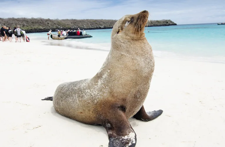 León marino descansando en una playa de las Islas Galápagos con turistas y una embarcación al fondo