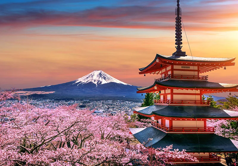 Pagoda japonesa tradicional de varios niveles junto a cerezos en flor, sakura.