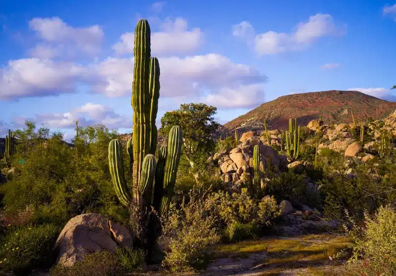 Un destino desértico conocido por sus pinturas rupestres milenarias y su paisaje de formaciones de granito y cactáceas