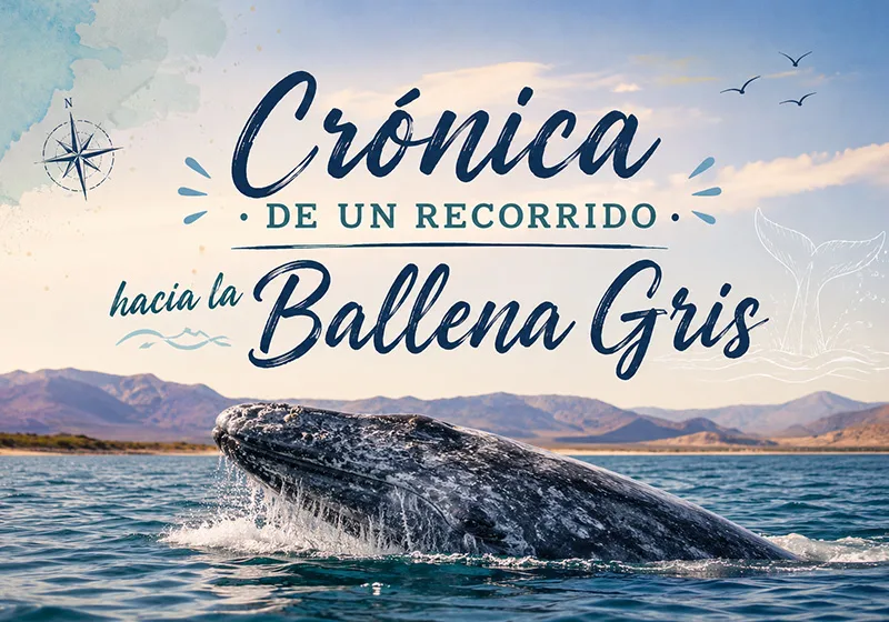 Descubre la experiencia única del avistamiento de ballenas en Guerrero Negro, recorriendo hermosos paisajes naturales.