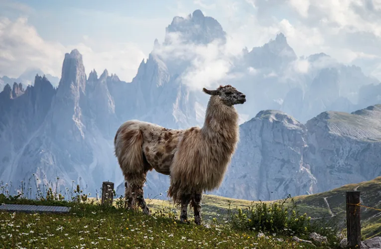 La llama (Lama glama) es el camélido más grande de Sudamérica y ha sido un compañero esencial para las culturas andinas durante milenios.