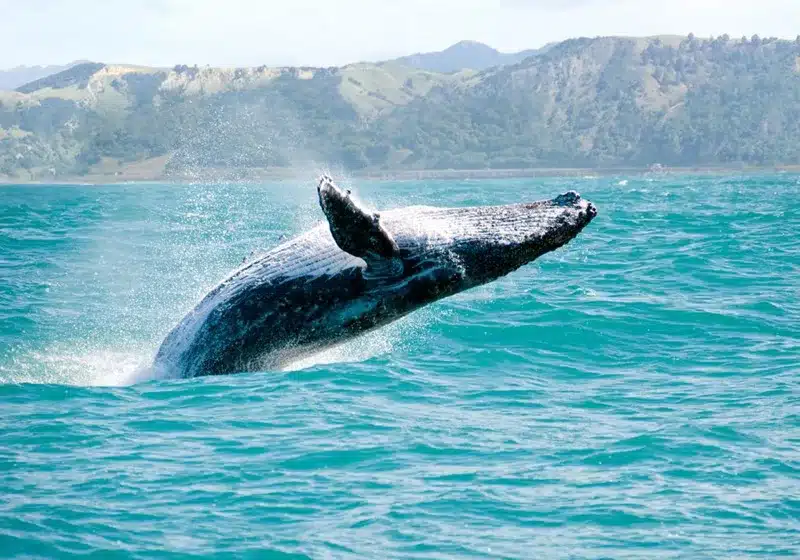Ballena gris emergiendo en la superficie del mar en Baja California Sur