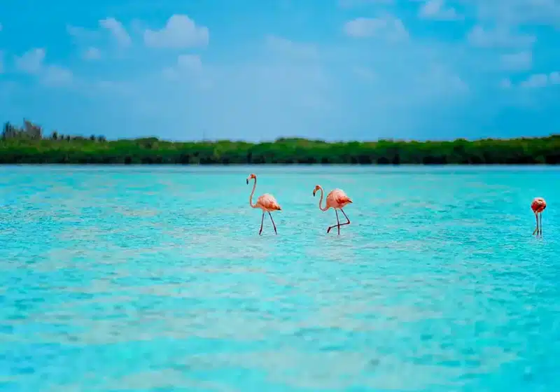 Isla Holbox (que en maya significa "hoyo negro") es el refugio definitivo para quienes buscan desconectarse del mundo en un auténtico paraíso tropical